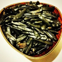 sımışka (ay çekirdeği) kğ